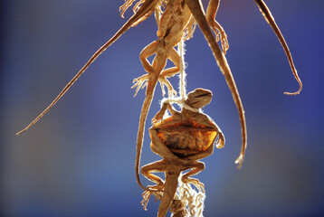 Dried Lizards.