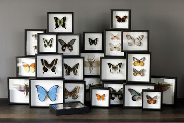A collection of butterflies in frames