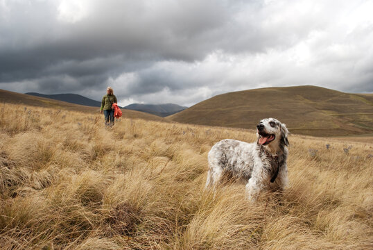 Dog and woman walking through meadow in mountains.