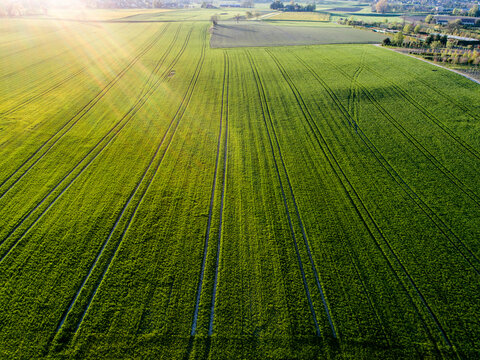 Aerial view of green field with graphic lines at sunset, Genolier, Switzerland