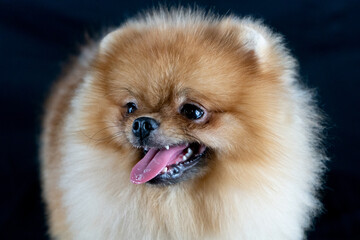 Retrato close-up pomerania sobre fondo negro