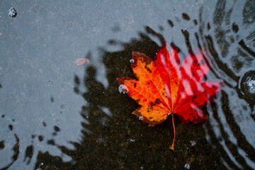 Red maple leaf in puddle after first rains of the fall.