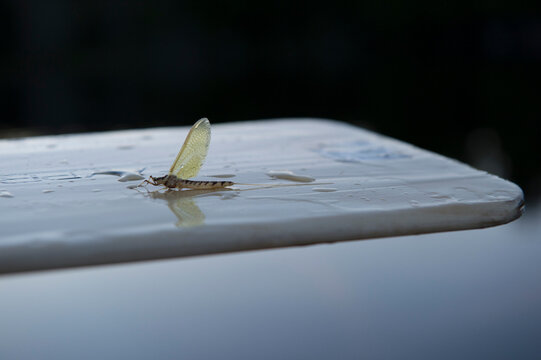A giant Mayfly or Hexagenia limbata on a wet canoe paddle.