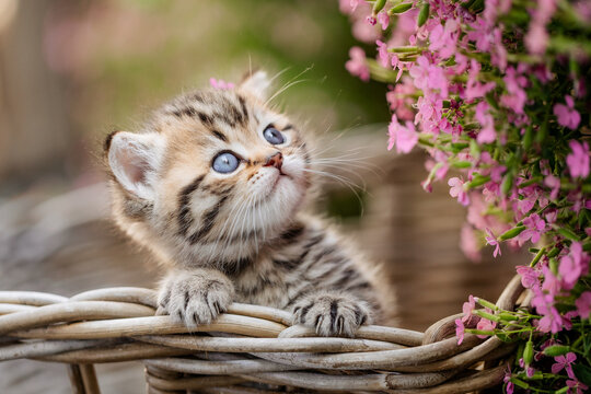 Katze im Fr&uuml;hling, Viva Mangenta