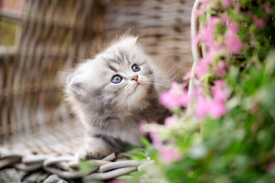 Katze im Fr&uuml;hling, Viva Mangenta