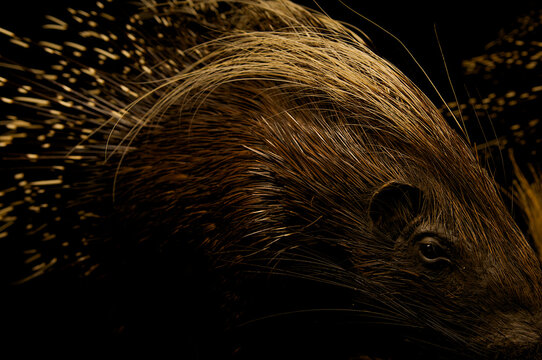 Mounted animal: African Porcupine.