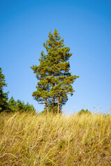 Tall pine tree in autumn meadow, yellow vegetation
