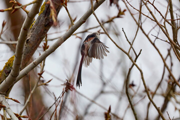 Long tail tit perched on a branch outdoor