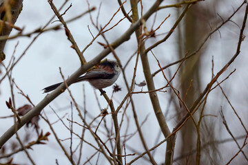 Long tail tit perched on a branch outdoor