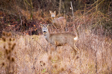 beautiful deer in the grass next to a forest