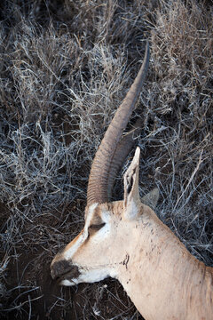 Portrait of a dead Grants Gazelle in the Kenyan bush.