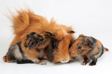 A pair of guinea pigs with their two babies resting. Selective focus on white background. This rodent mammal has the scientific name Cavia porcellus.