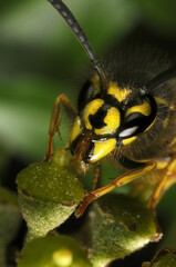 The common garden wasp (vesper vulgaris) feeding on ivy