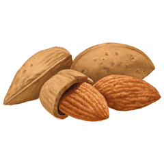 Almond nut drawing illustration