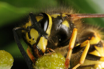 The common garden wasp (vesper vulgaris) feeding on ivy