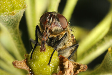 close up of fly on ivy flowers feeding.