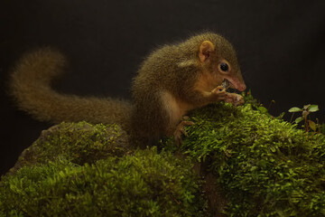 A Javan treeshrew is eating cricket on a rock overgrown with moss. This rodent mammal has the scientific name Tupaia javanica.