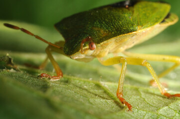 Green shieldbug on leaf. Palomina Prasina, Order Hemiptera sub order Heteroptera Family...