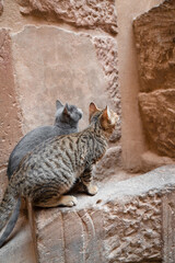 Cats sit in a rock of ruins looking up