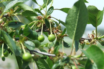 cherry that has just begun to ripen