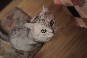 gray cat looking straight at me