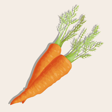 Two carrots bright juicy vegetable, healthy vegetarian food. Vector isolated picture with shadow on beige background.j