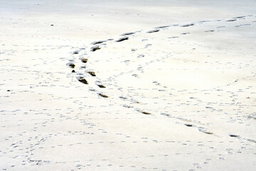 human footprints and animal footprints in the snow on a frozen pond in winter.