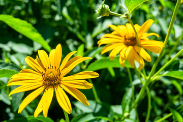 Fine wild growing flower aster false sunflower on background meadow