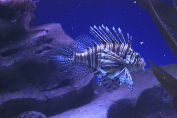a lionfishe on the blue background, the naimal concept