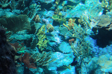 Fototapeta na wymiar the salt water fish in the ocean or aquarium 18 Nov 2012