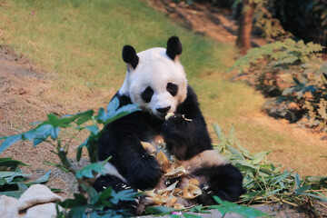 Giant Panda, the animal at the zoo 18 Nov 2012