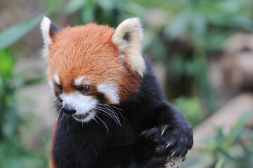 The Red Panda, Firefox or Lesser Panda 18 Nov 2012
