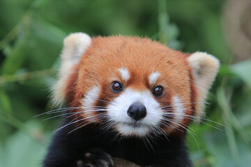 The Red Panda, Firefox or Lesser Panda 18 Nov 2012