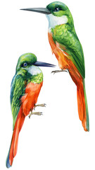 Tow Birds. rufous-tailed jacamar. Tropical watercolor illustration isolated on white background.