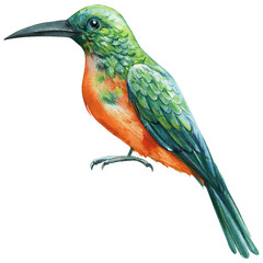 Beautiful bird. red-tailed jacamar. Watercolor illustration isolated on white background. rufous-tailed jacamar