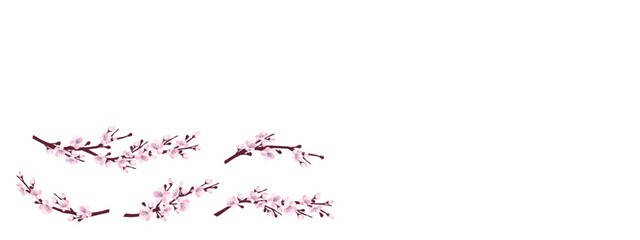 Cherry blossom. A set of branches with cherry blossoms isolated on a white background. Japanese sakura. Vector illustration