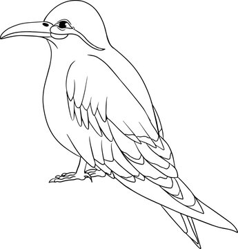 Inca ternю. Vector sketch of hand drawn bird. Linear animals art. 