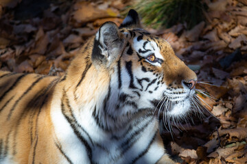 Tiger in the autumn Safari Park