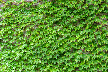 Photo on theme autumn abstract background of maple leaves falling on surface