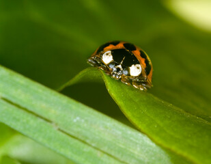 Obraz premium close up of the harlequin ladybird, Harmonia axyridis