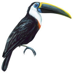 Beautiful bird.  Watercolor toucan bird isolated on white background. Hand drawn illustration