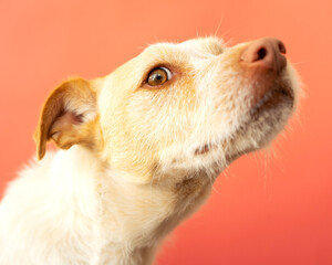 Portrait of a podenco breed dog on a red background. dog smelling
