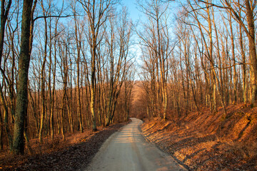 A dirt road through the forest in late autumn