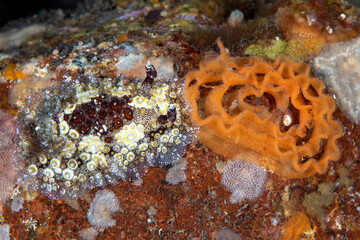Nudibranch (sea slug) - Carminodoris estrelyado laying eggs. Underwater macro world of Tulamben, Bali, Indonesia.
