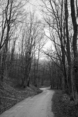 a dirt road through a leafless forest in black and white