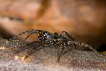 a wolf spider Pardosa Amentata, in a garden in the UK