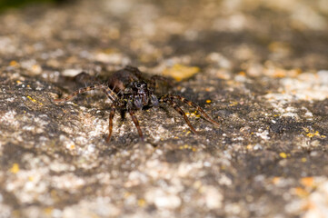 a wolf spider Pardosa Amentata, in a garden in the UK