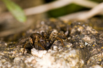 a wolf spider Pardosa Amentata, in a garden in the UK