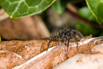 a wolf spider Pardosa Amentata, in a garden in the UK