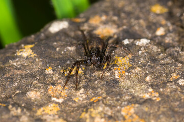 a wolf spider Pardosa Amentata, in a garden in the UK
